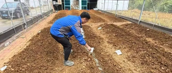 夏季多雨施肥避坑指南，护根壮棵不浪费