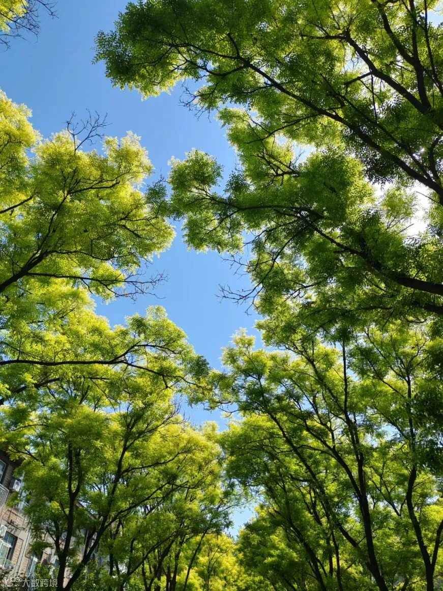 《夏树》刘雨竹 经济管理系.jpg