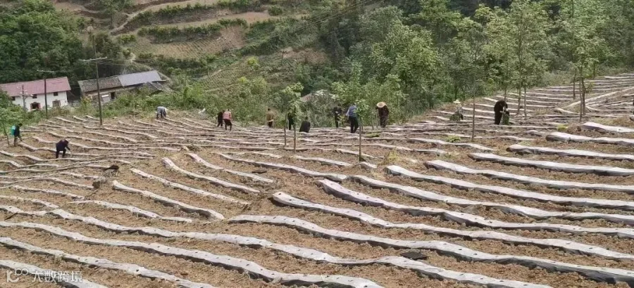岔园村 (2).jpg
