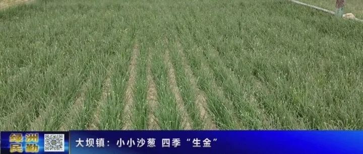 【民勤新闻】大坝镇：小小沙葱四季“生金”