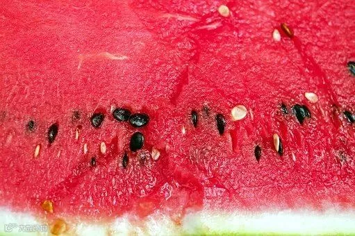melon-1499393__340.jpg