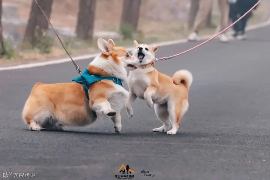 /image/202404/8d64fa3af7749804b587d32b92d3ac0b.jpeg
