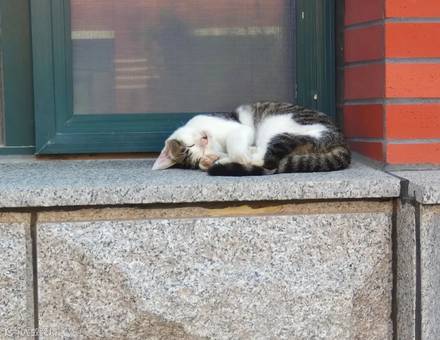 猫猫的慵懒午后+张高媛+经济管理系24+现代物流管理一班+15065328995.jpg