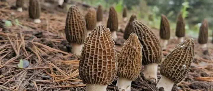 藏地风物志｜第六期：羊肚菌