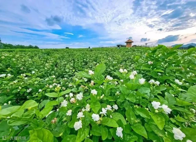 图源@南宁文旅