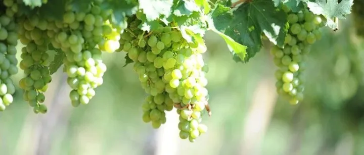 【产品推荐】茉薇娜葡萄酒礼盒