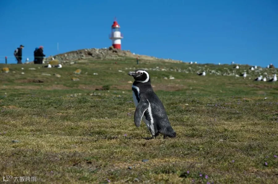 Magdalena Island Penguin Reserve at Kurt Riddle blog