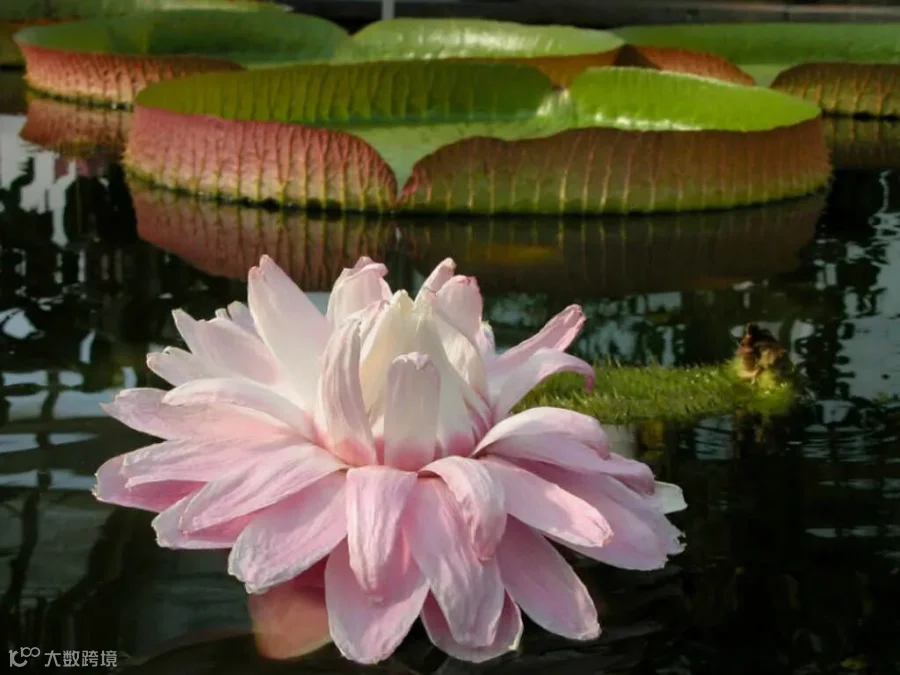 Victoria amazonica - Amazon Water Lily | World of Flowering Plants