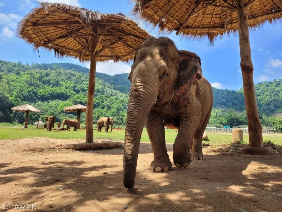 Best Camps for an Ethical Elephant Experience | edgeofwonder.travel