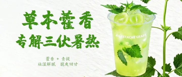 三伏上新｜藿香青提，餐饮店今夏引流爆款