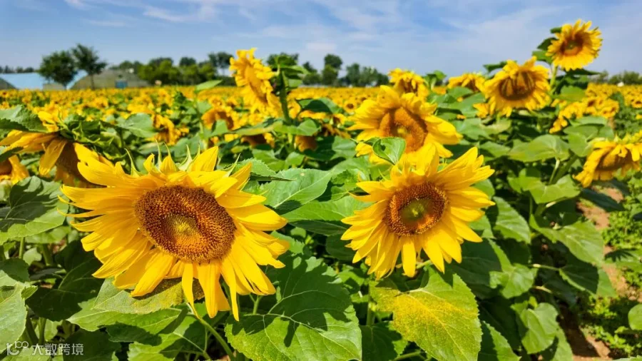 DJI_20260715095246_0557_D.jpg