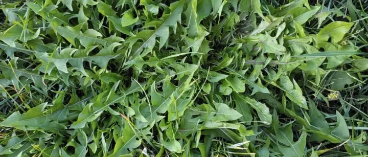 藏地风物志｜第九期：西藏蒲公英