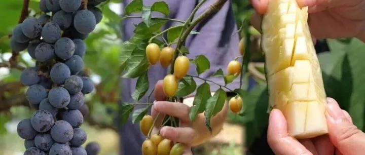 7月28日（农历六月十五）新兴1天：国恩寺品斋、玩水、摘水果一天