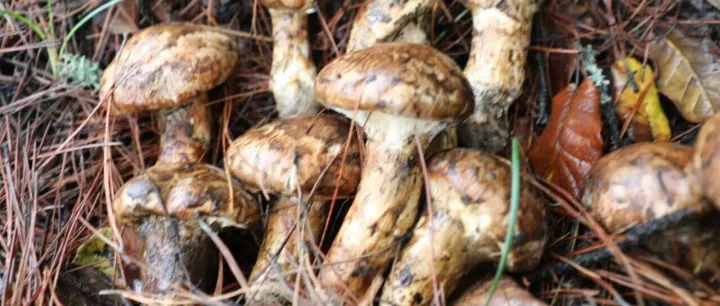 藏地风物志｜第九期：西藏<em>林芝</em>新鲜松茸