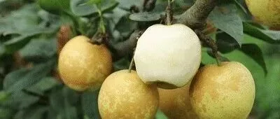 【7月25日｜连州水晶梨节】周末特价599！报名赠送每人3斤水晶梨！瑶寨长桌宴安排小龙虾任吃！豪叹四钻金瑶峰度假村自驾游2天