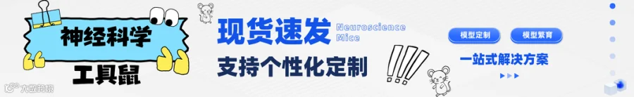神经科学工具鼠宣传图20260116.png