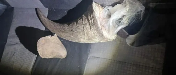南非私人野生动物保护区母犀牛遭猎杀 幼犀牛获救 两名嫌疑人已被捕