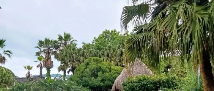 亚马逊开始集中扫号？