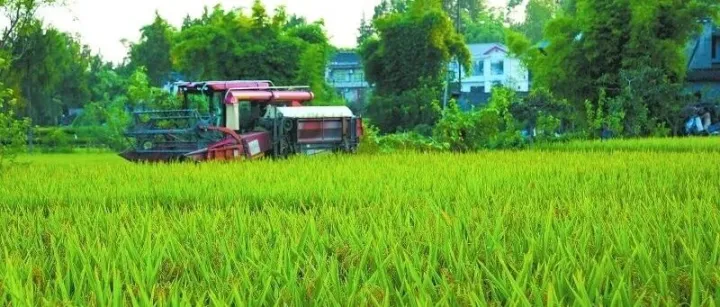 我市228万亩水稻开镰