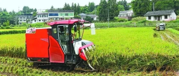 机声隆隆 水稻开镰