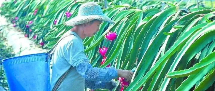 邱家树村火龙果丰收