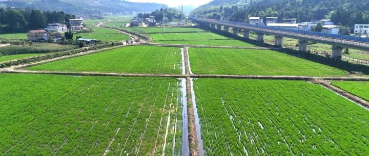 植保无人机助力，仪陇36万亩稻田开启智慧管护模式