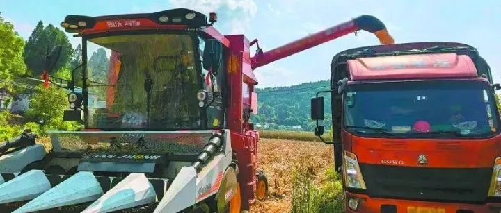 良种良法赋能增效 嘉陵玉米示范田逆势丰产