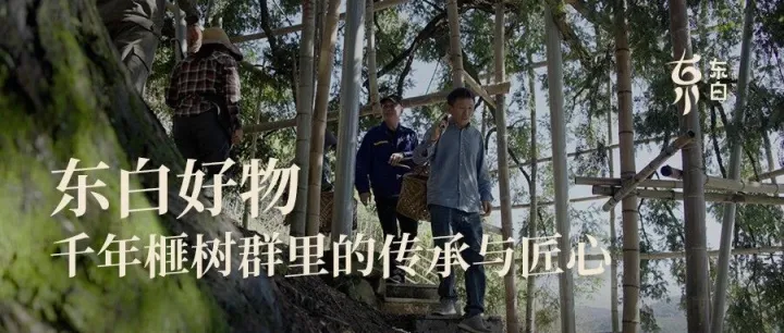 东白好物·千年榧树群里的传承与匠心