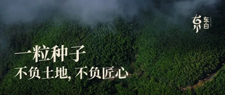 一粒种子，藏着不辜负土地的匠心