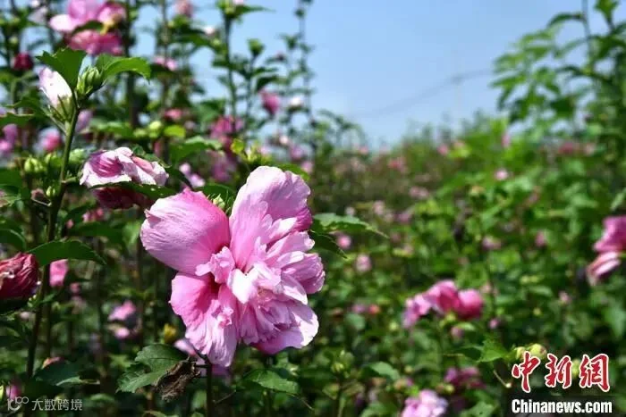 资料图:盛开的木槿花。 宋建华 摄