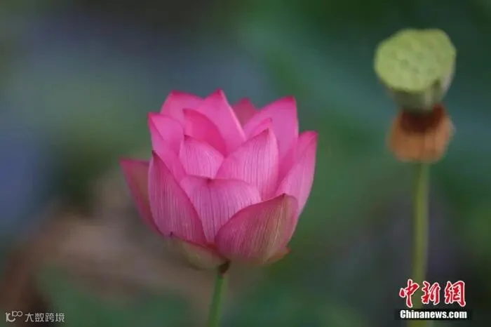 资料图:图为荷花绽放。 曾小艳 摄