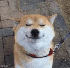 搞笑动物
