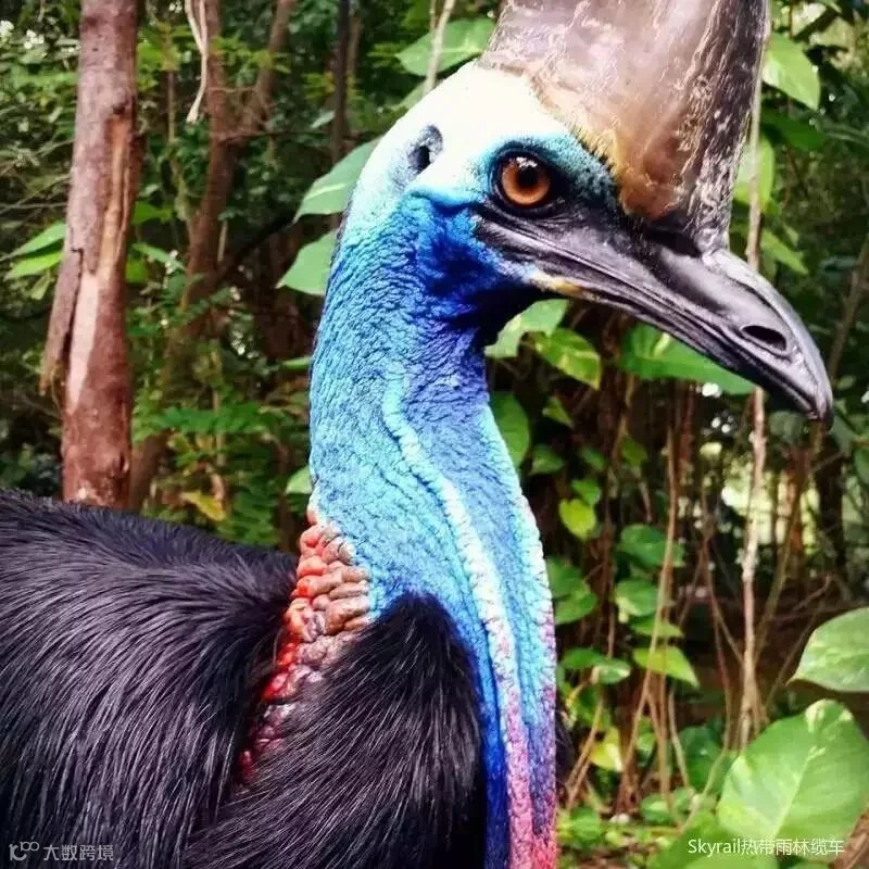 cassowary from Cameron Ranger.jpg