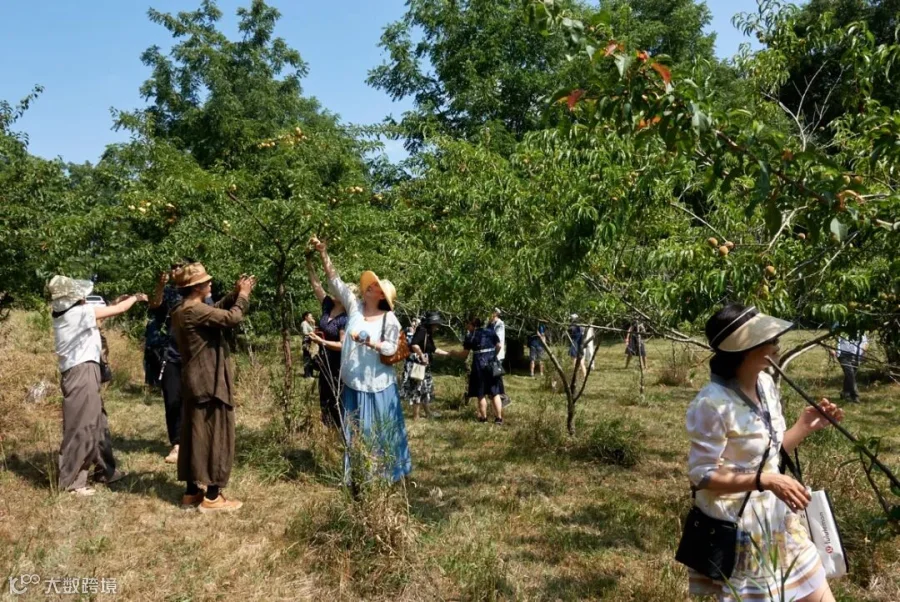 A group of people picking fruit from trees

AI-generated content may be incorrect.