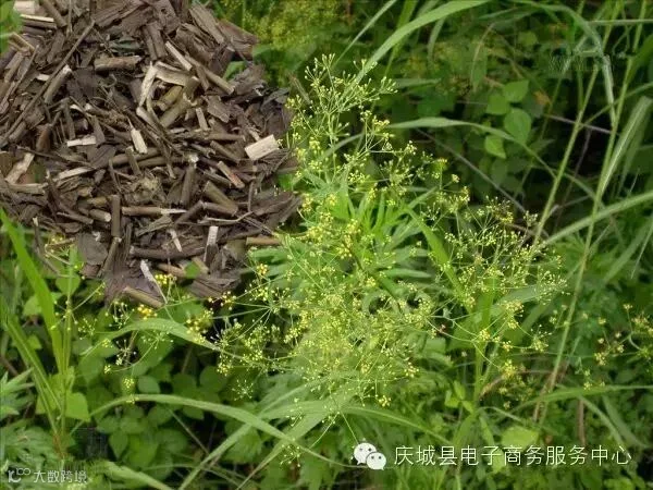 柴胡,.jpg