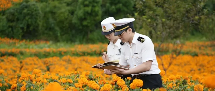 <em>文山</em>万寿菊开出“致富花”