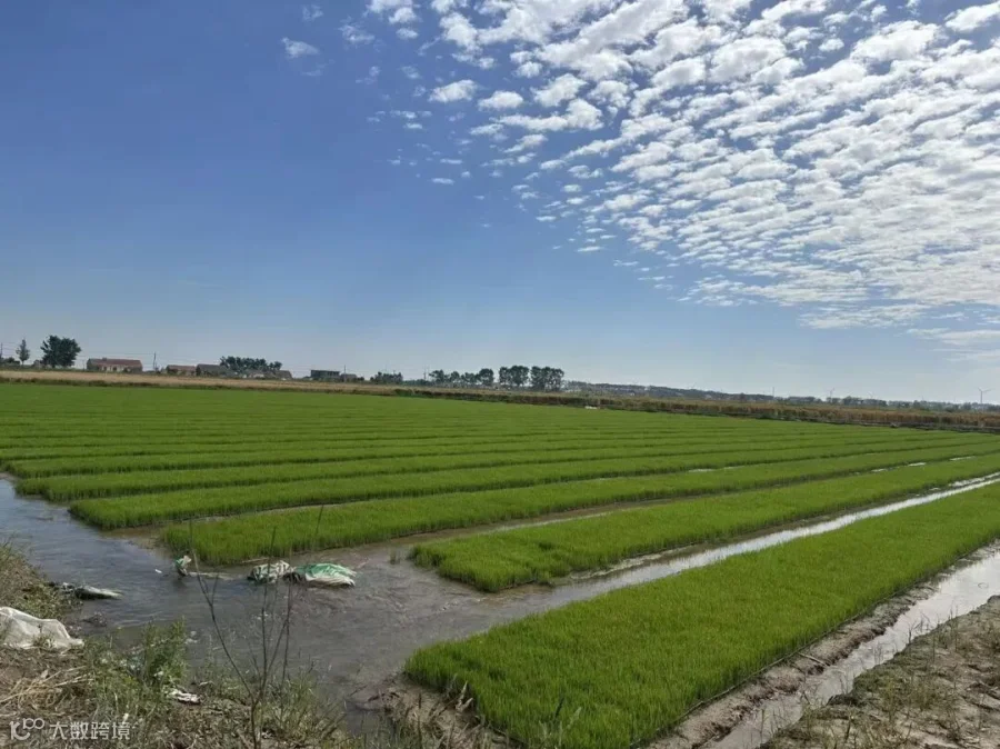 Rice China.jpg