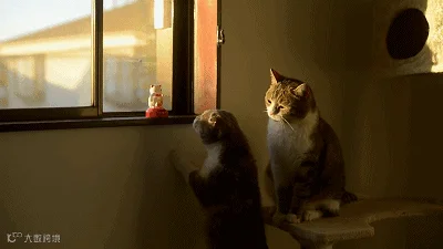 20190423165304.gif