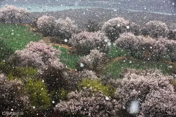 桃花雪,大峡谷.jpg