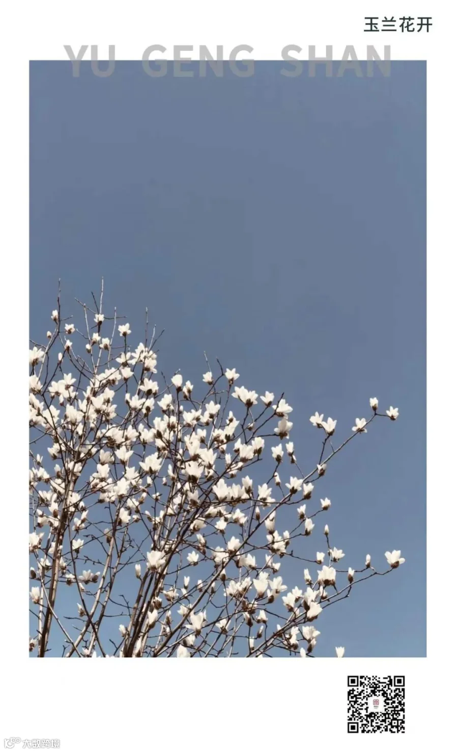 玉兰花.png