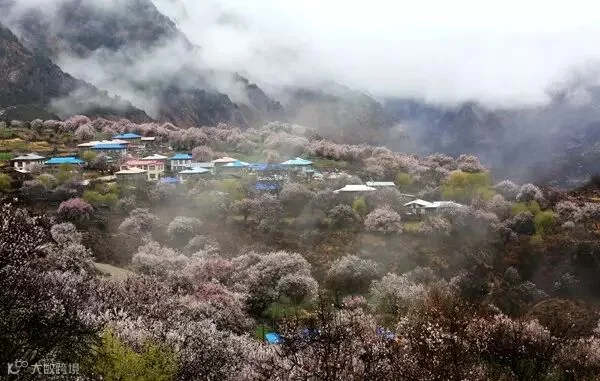 大峡谷的桃花.jpg