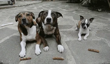 1480068703125041.gif