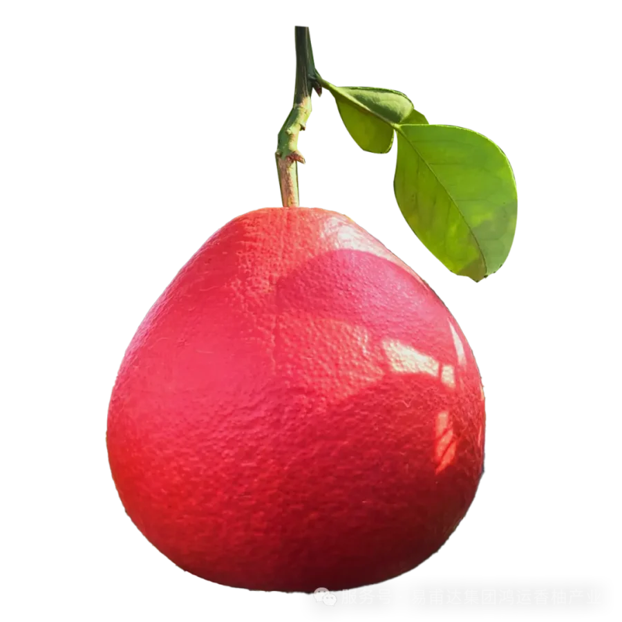 鸿运香柚1(1).png