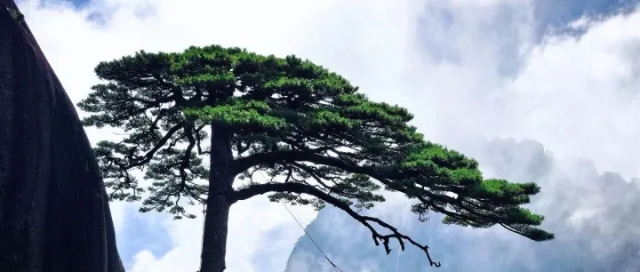 黄山2日游之奇松怪石