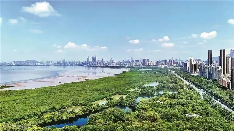 Mangroves fringe Shenzhen Bay against the city skyline. Xinhua