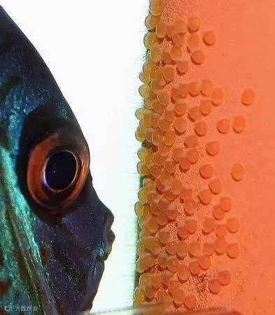 2017_01_20_1484879916_847483.png