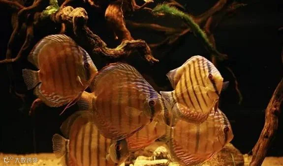 2017_01_20_1484878139_147708.png