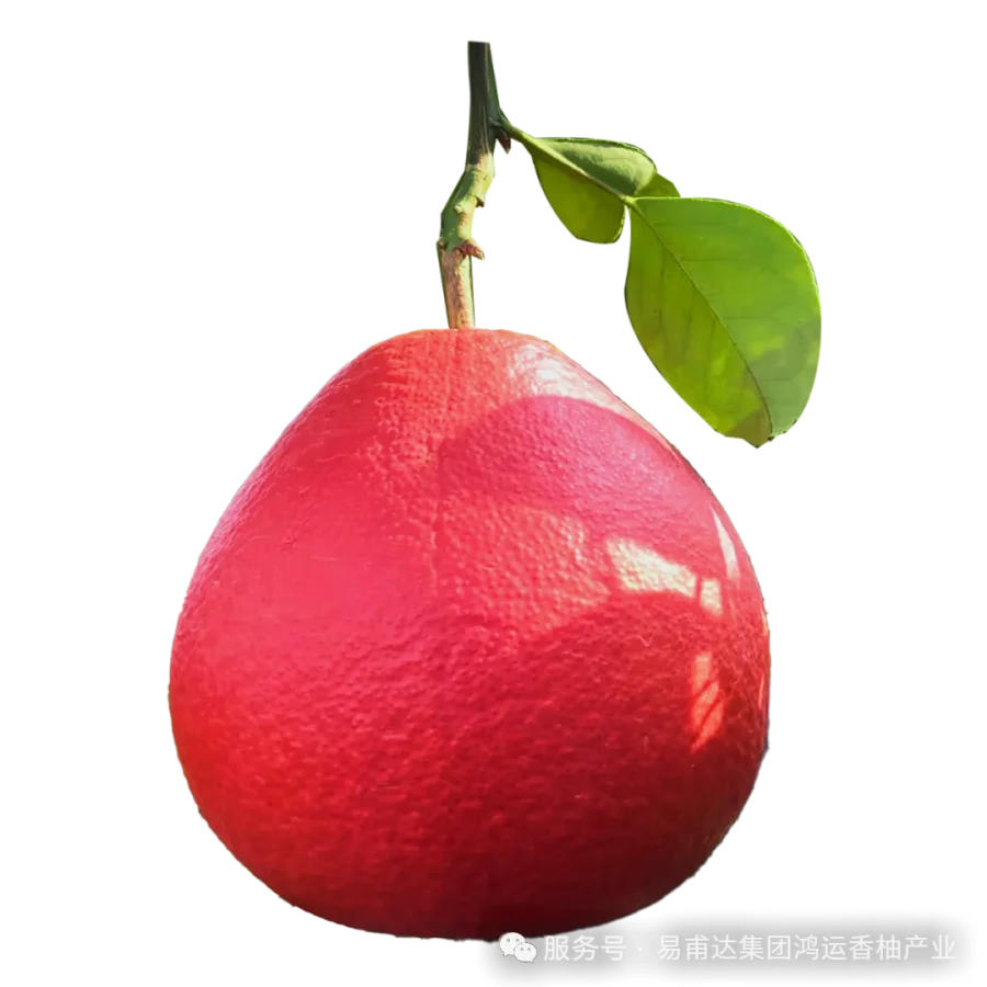 鸿运香柚1(1).png