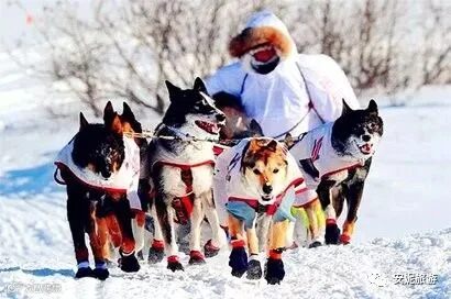 detail_2_1411174872_us_ak_dog.jpg