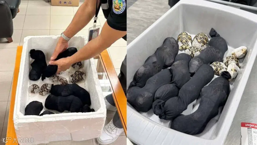 活体动物跨境